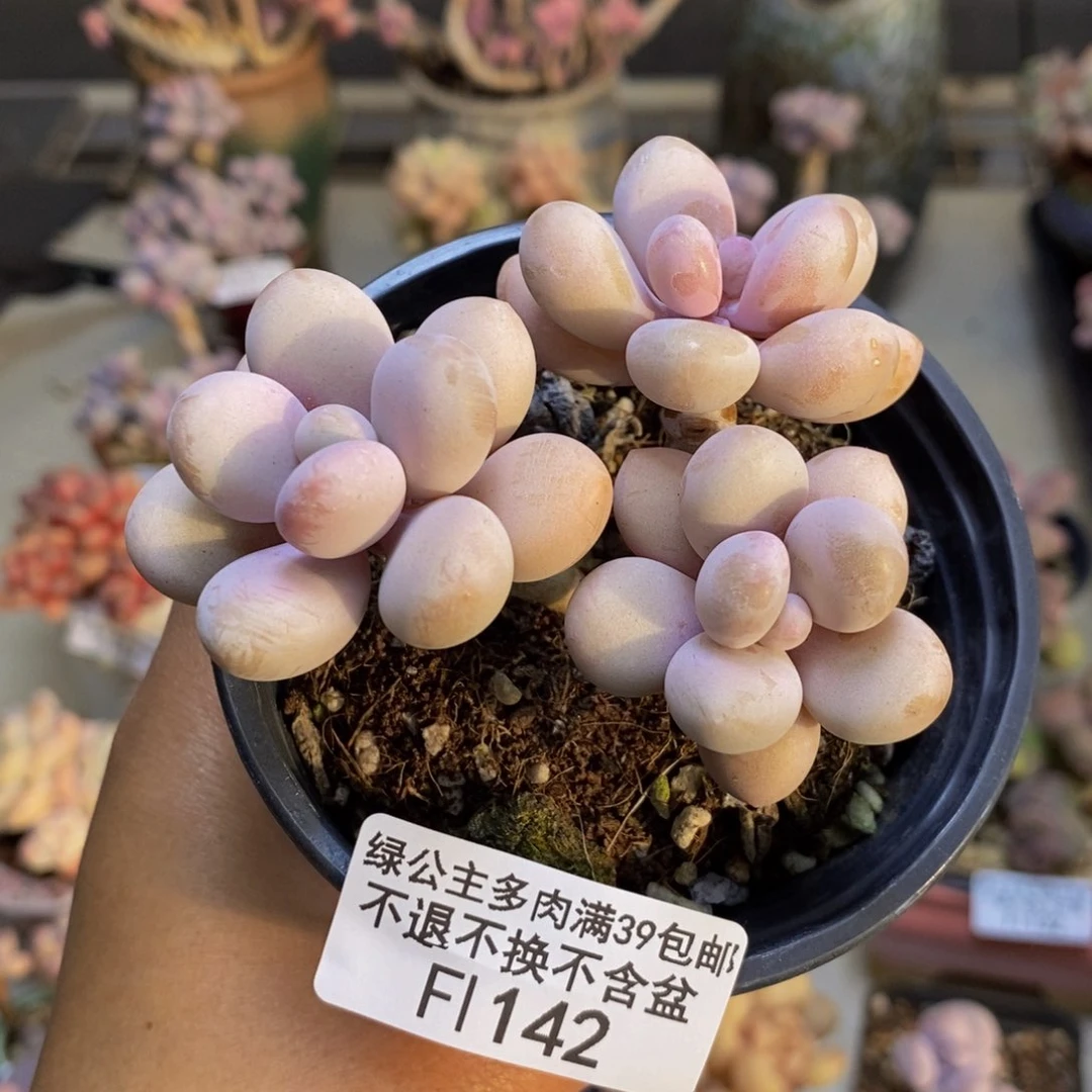 142糖果桃蛋多肉6c m