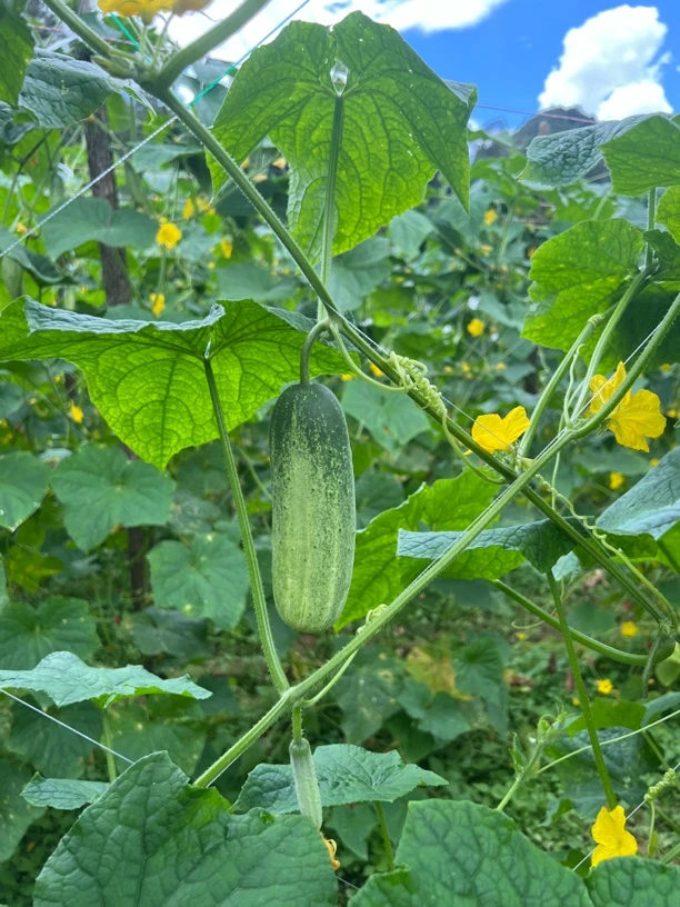 云南文山本地老品种黄瓜泡沫箱包装