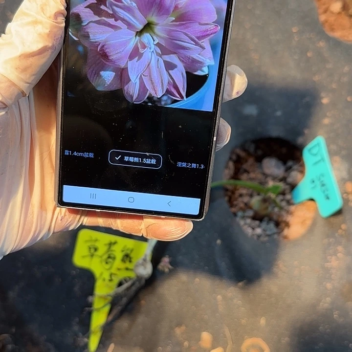 朱顶红草莓熊1.5厘米 可寄养