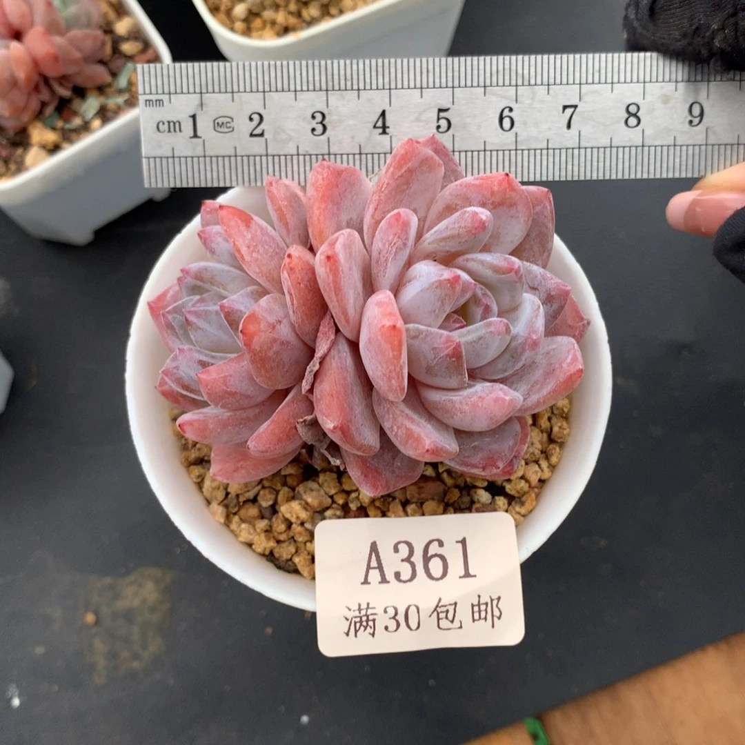 362双头橙马龙透体冠服6.5