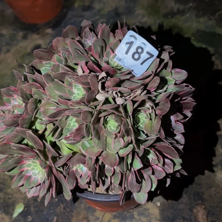 187万花筒多肉植物