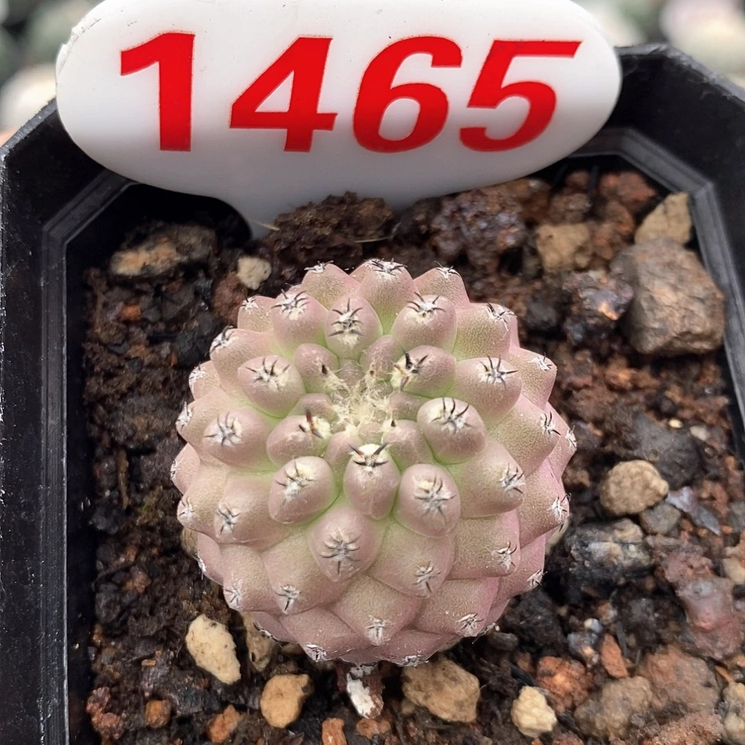1465黑刺凤头福利来啦