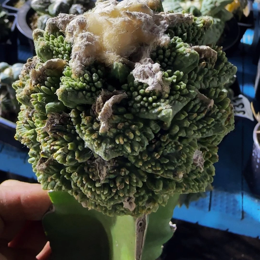 小**叔牡丹336送几个盆子