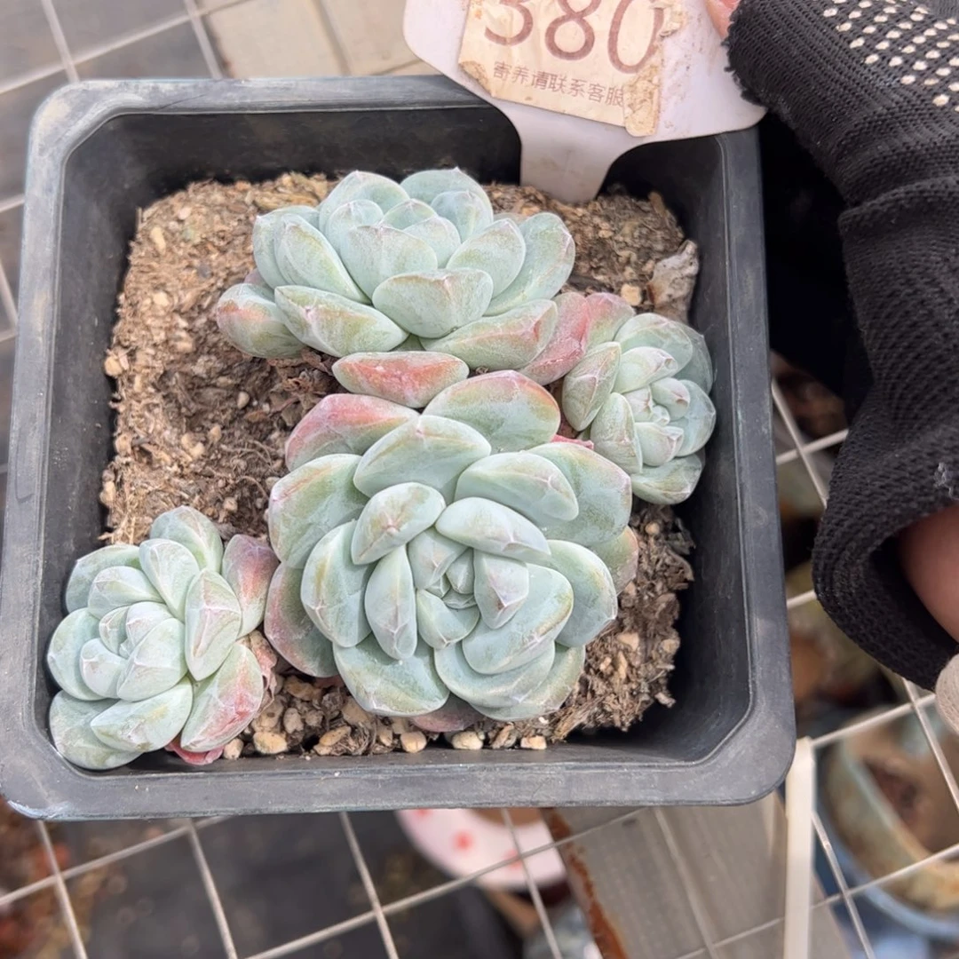 阿***蛋380号冰玉多肉植物