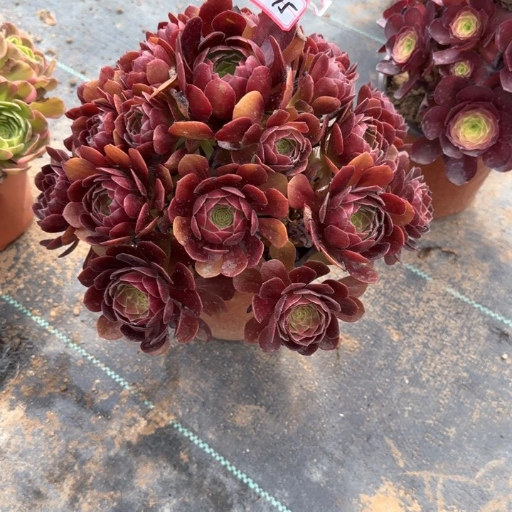 5-15赤焰莲多肉植物