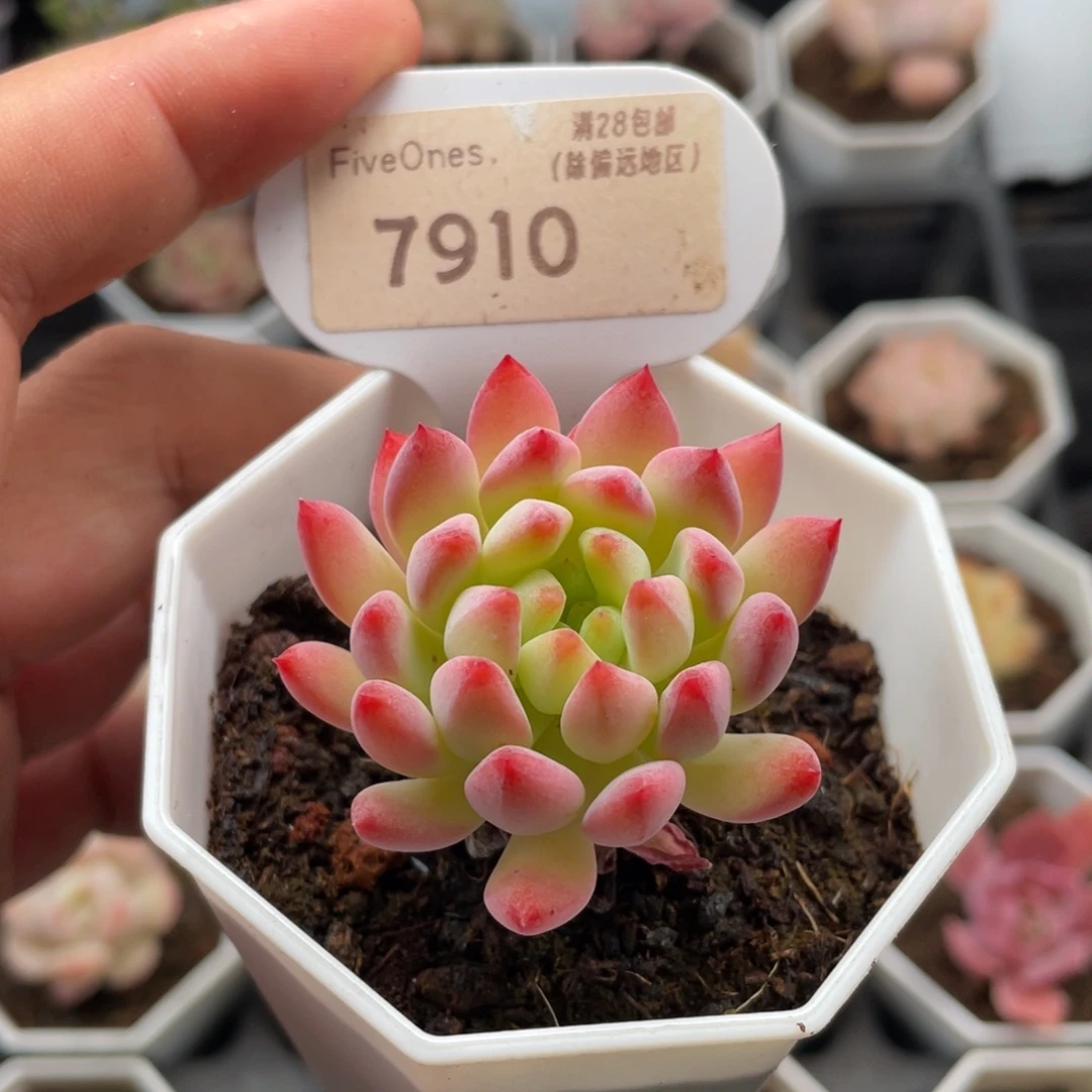 蓝苹果7910-4.5厘米