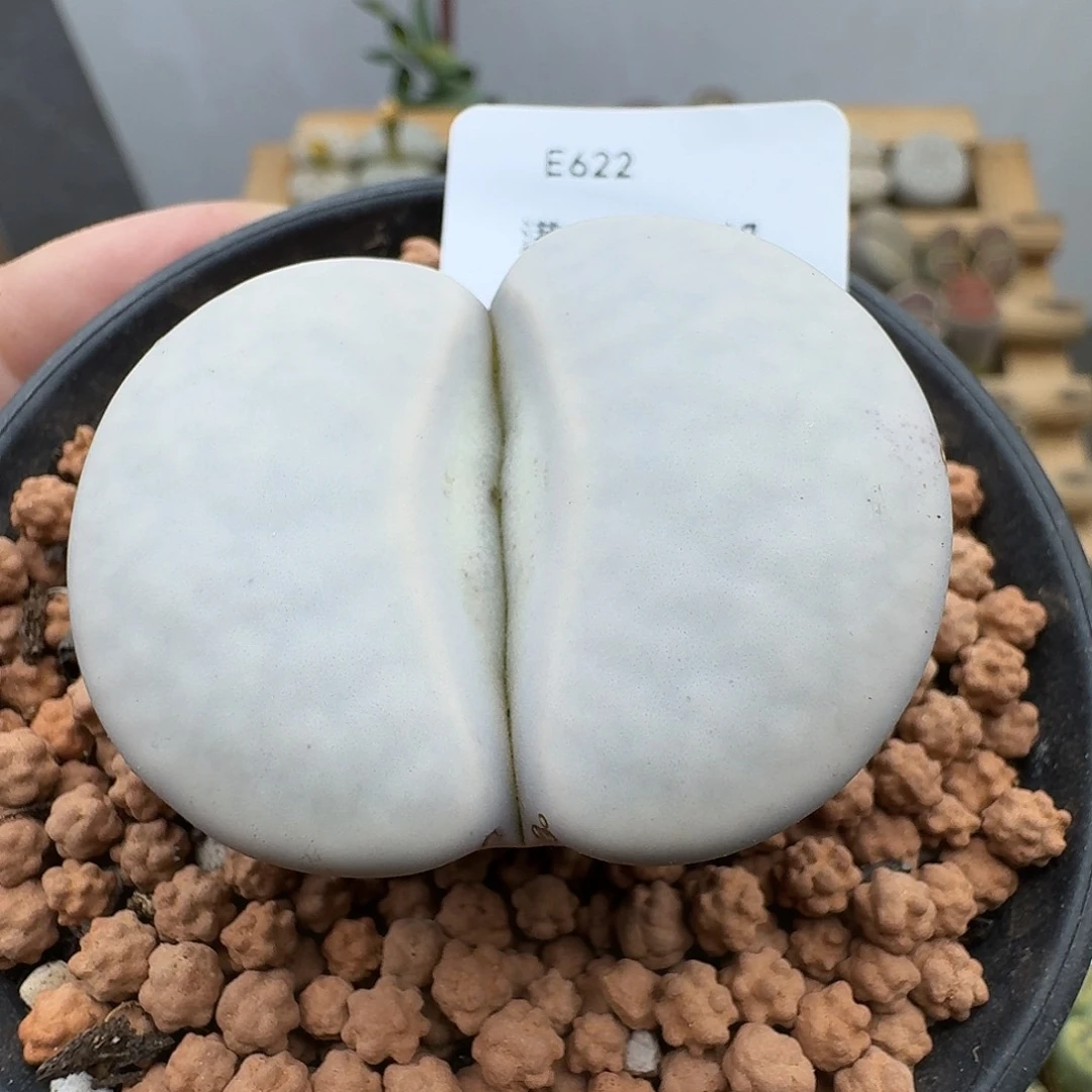 622多肉哈哈哈哈哈哈哈