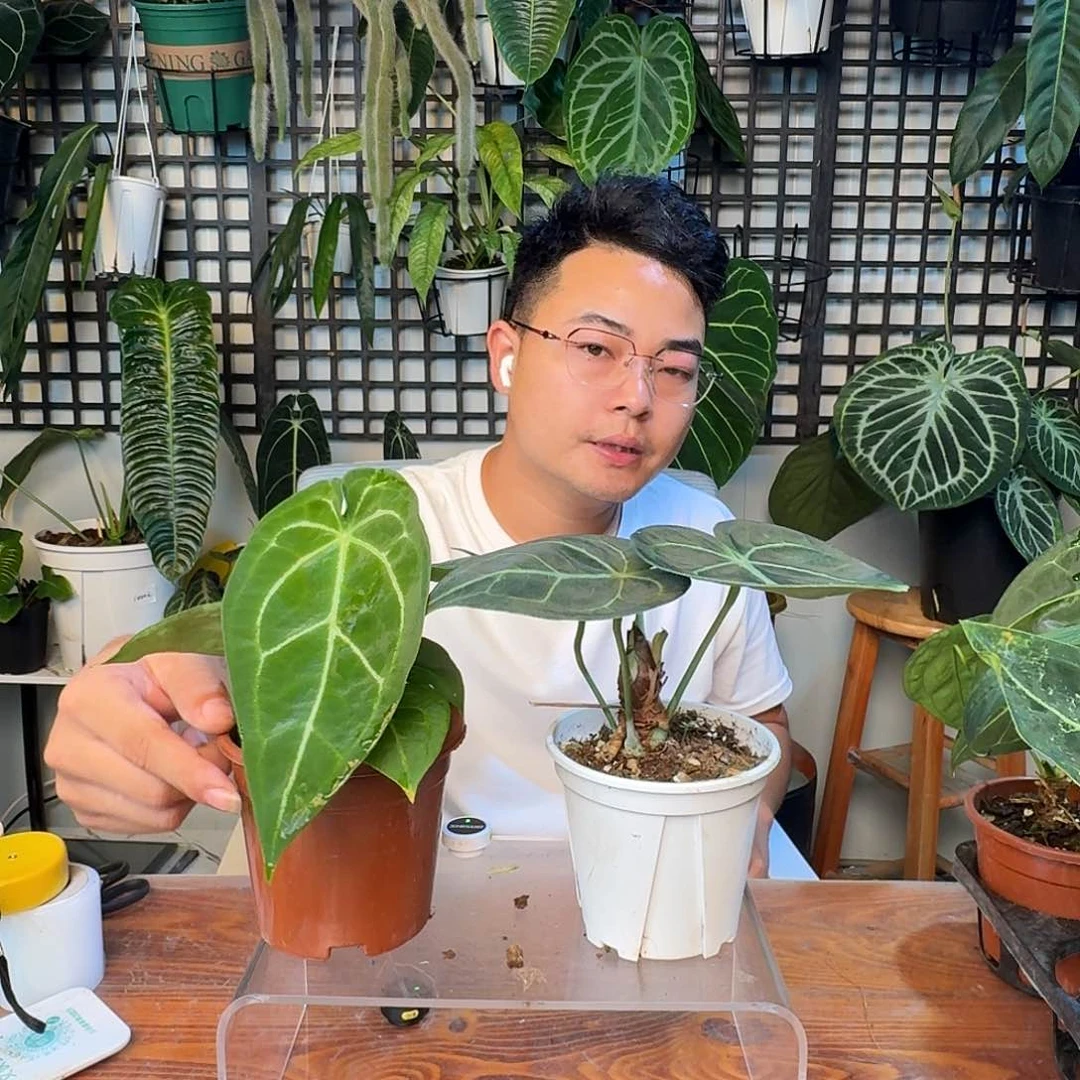 无花朵大**芦一物一拍F19 20