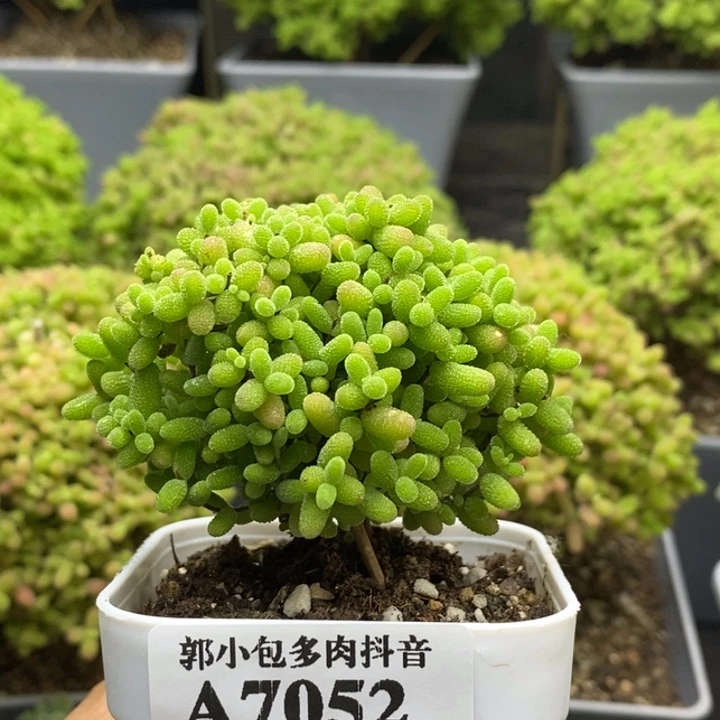 蜜橘糖球7052枝干番杏
