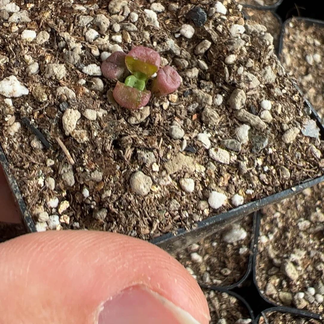 量拍3头伊尔玛猪鼻子一颗