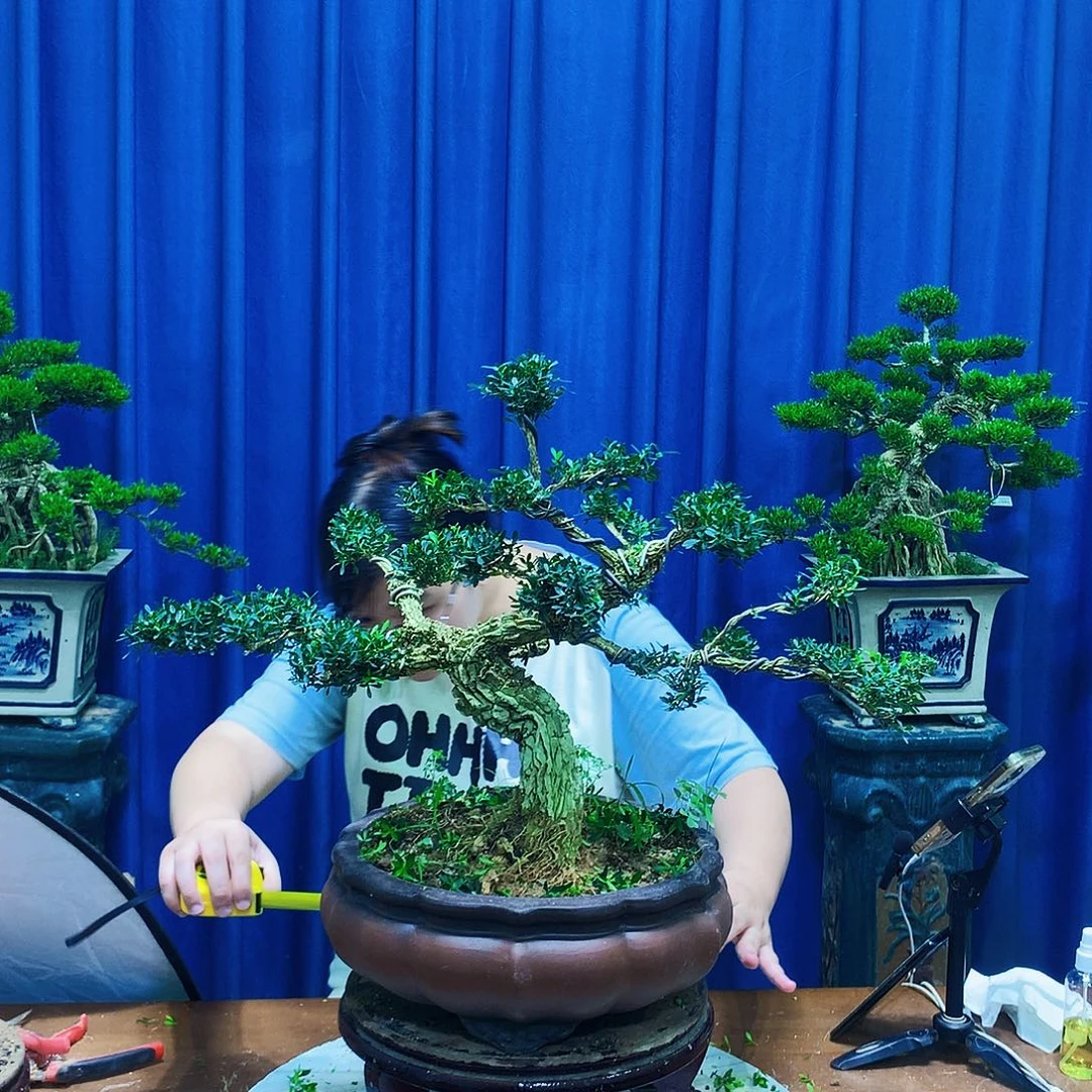 无花朵黄杨盆景一物一拍