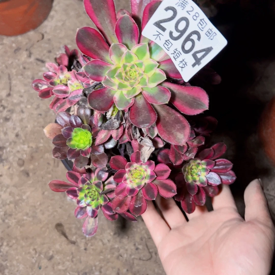 冰淇淋多肉植物2964