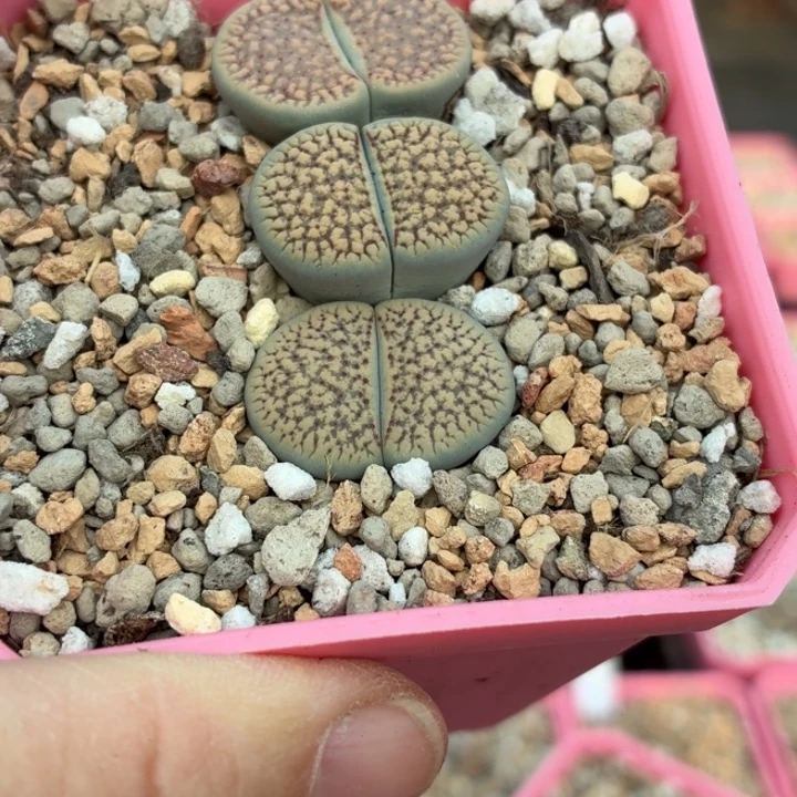 971c159血点朝贡玉尺寸2.1cm