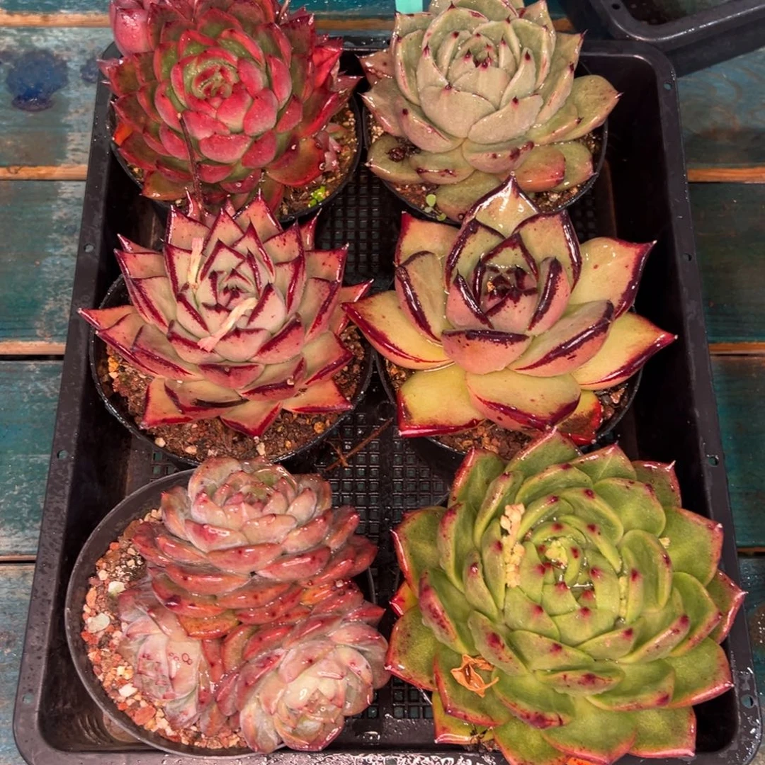 从前慢多肉精选编号0121.254