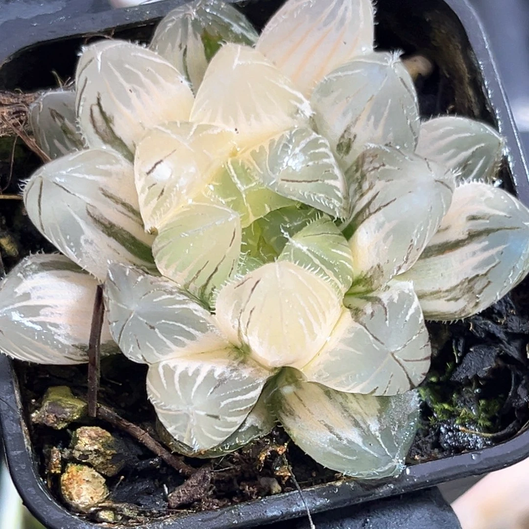 恭喜发财大吉大利638