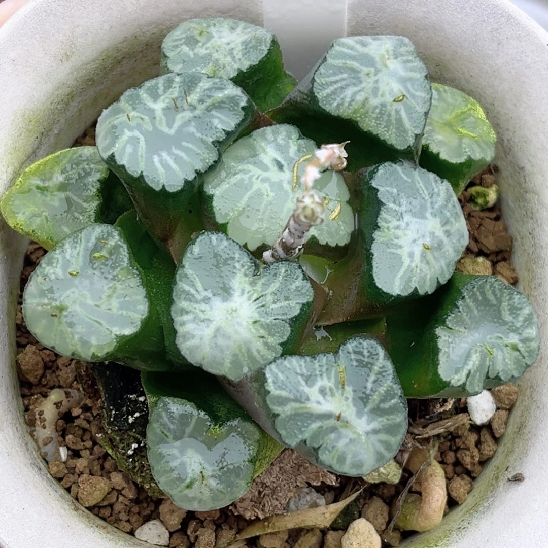 195巨大化火烧云万象福利专场