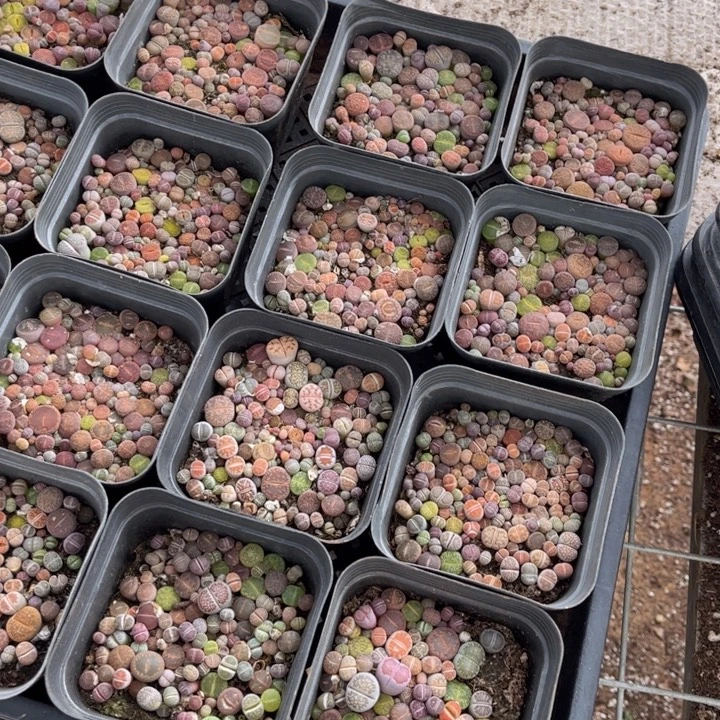 一盒彩混8888888888000