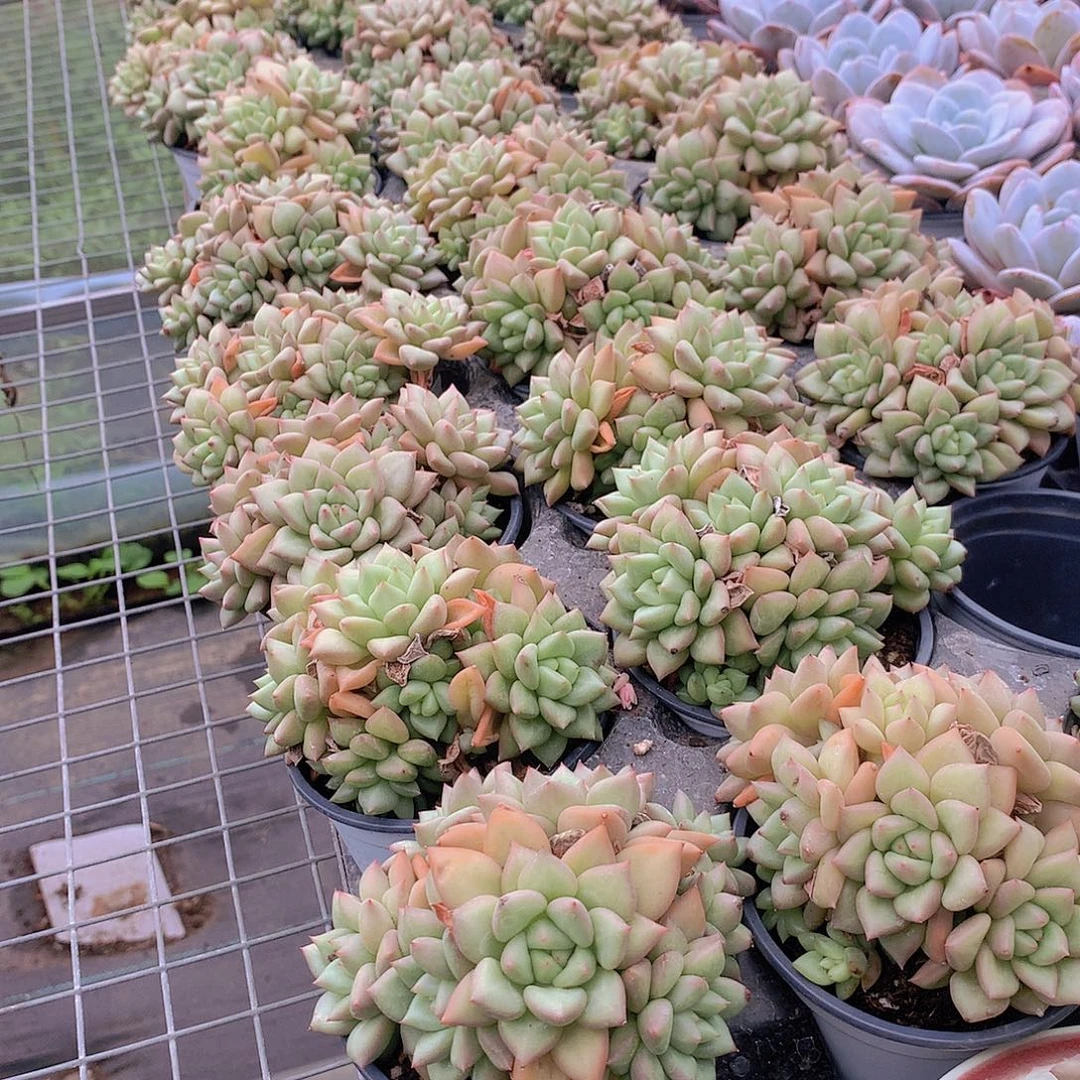 黄金象牙群888888888888888