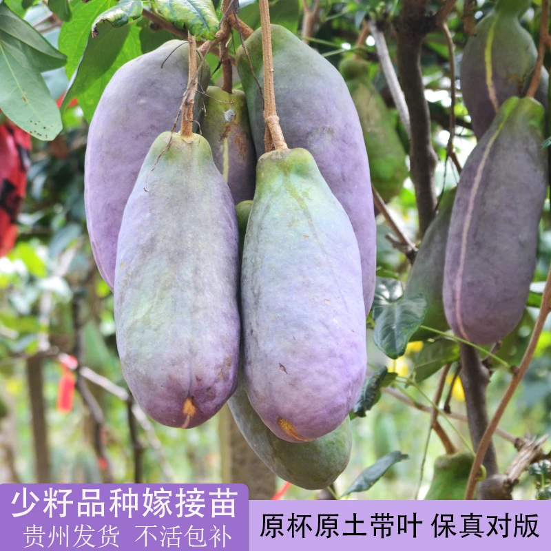 少籽八月瓜嫁接苗大果品种带土杯贵州发货