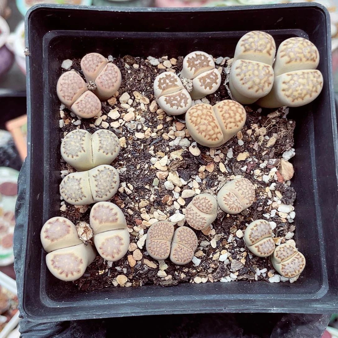 生石花满18包邮0923-240