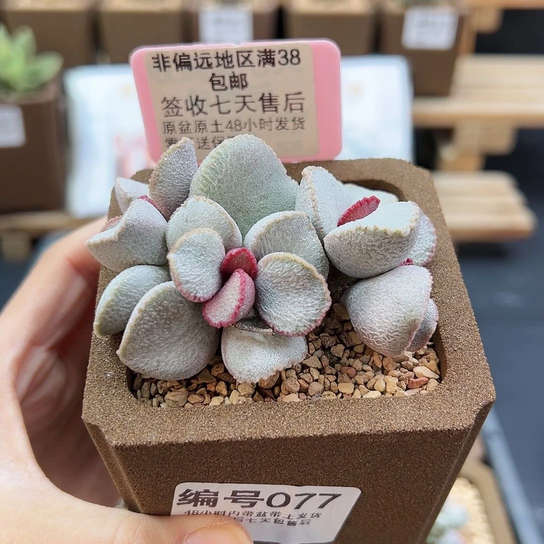 077九百号磨砂蛋多肉