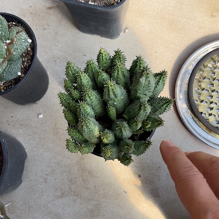 无花朵子吹布纹球一物一拍