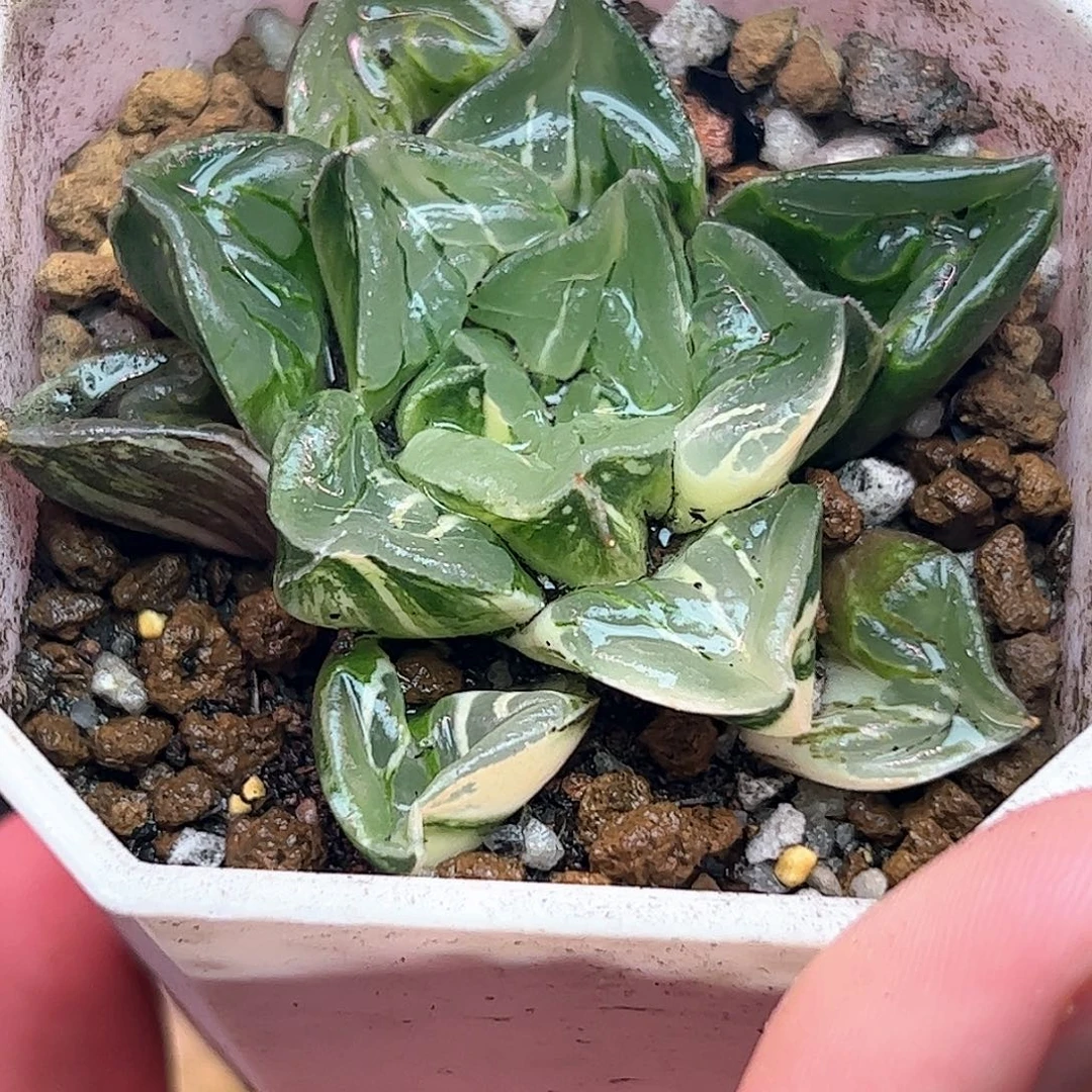 摩迪卡母本锦十二卷