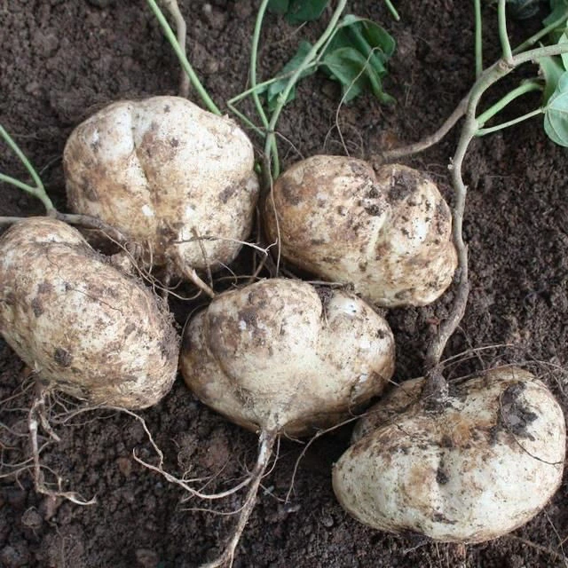 贵州特产地萝卜新鲜凉薯地瓜脆甜多汁可生吃的当季蔬果