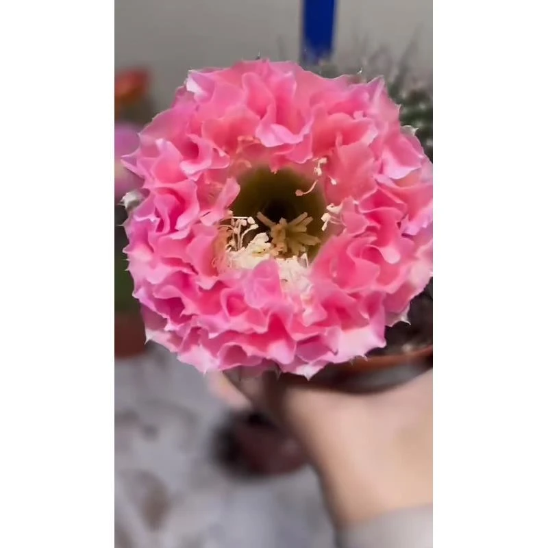 自根球青51彩草，尺寸以直播间为准，环境不同开花不同，介意勿拍