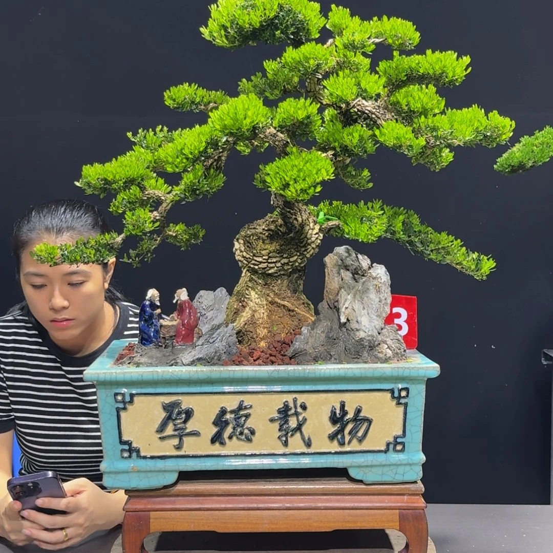 无花朵广东黄杨四季常青