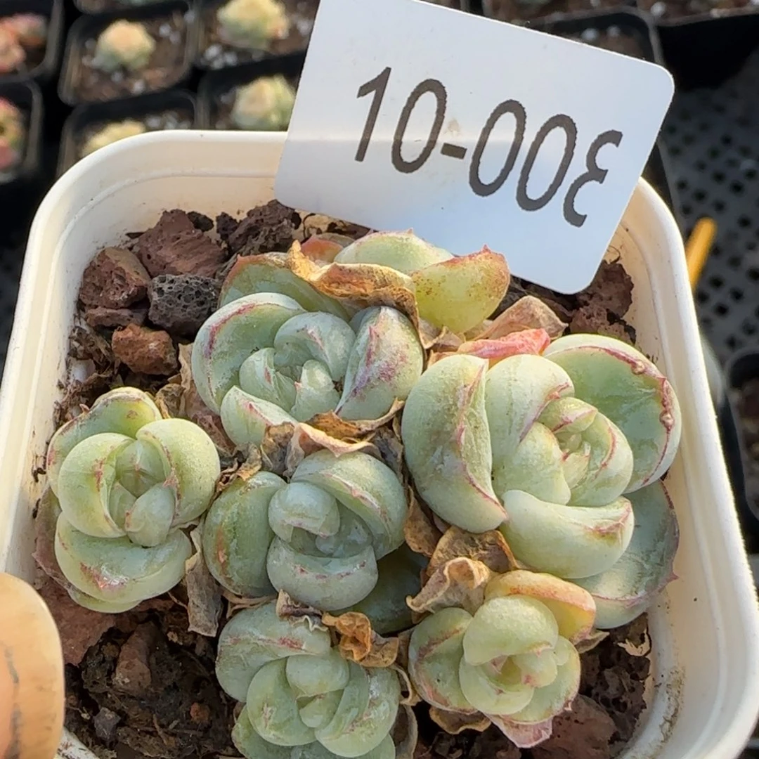 多肉小卡拉米糖心一物一拍