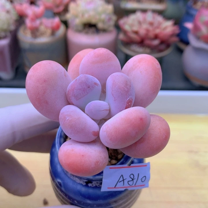 一物一拍满38包邮A810