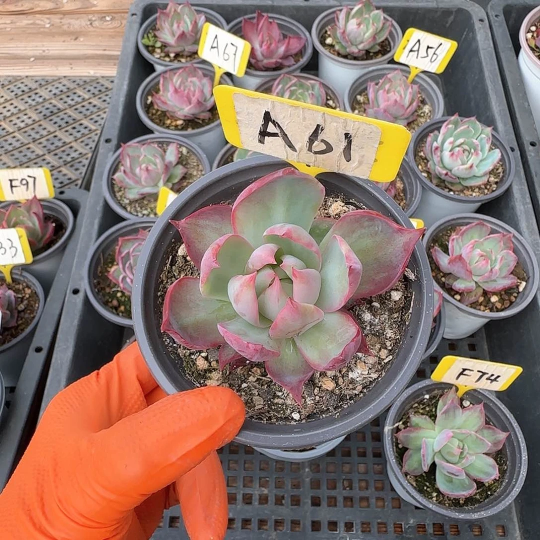 月**农A61惊鸿单头多肉