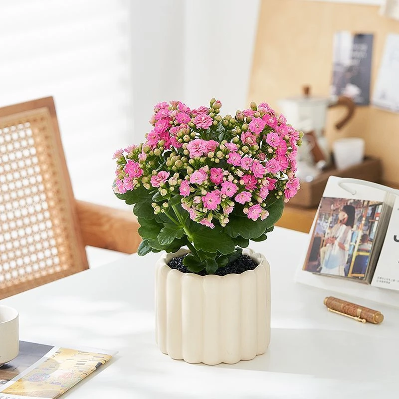 稀有粉色长寿花盆栽四季开花室内好养花卉办公室桌面阳台植物绿植