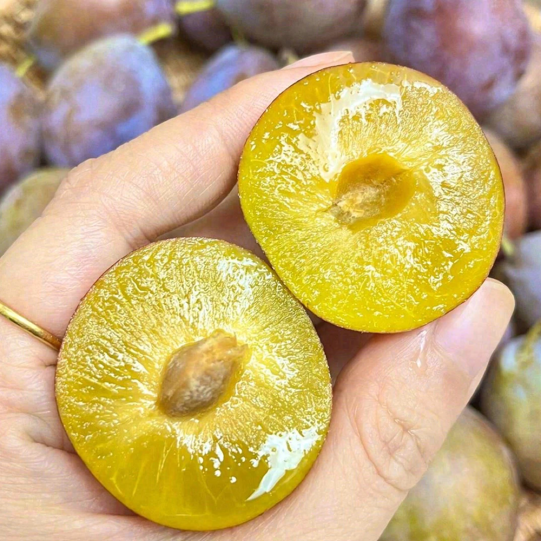 新疆法兰西大西梅