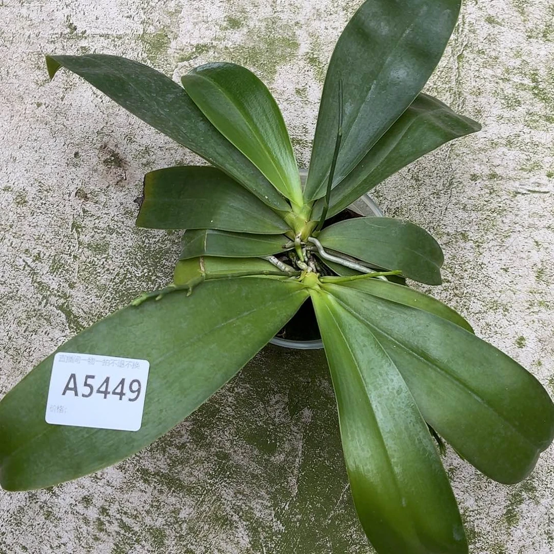 当前无花朵，栽培后可花朵A5449yss1162双苗
