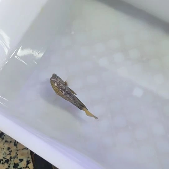 海水鱼珍珠吊，火焰仙