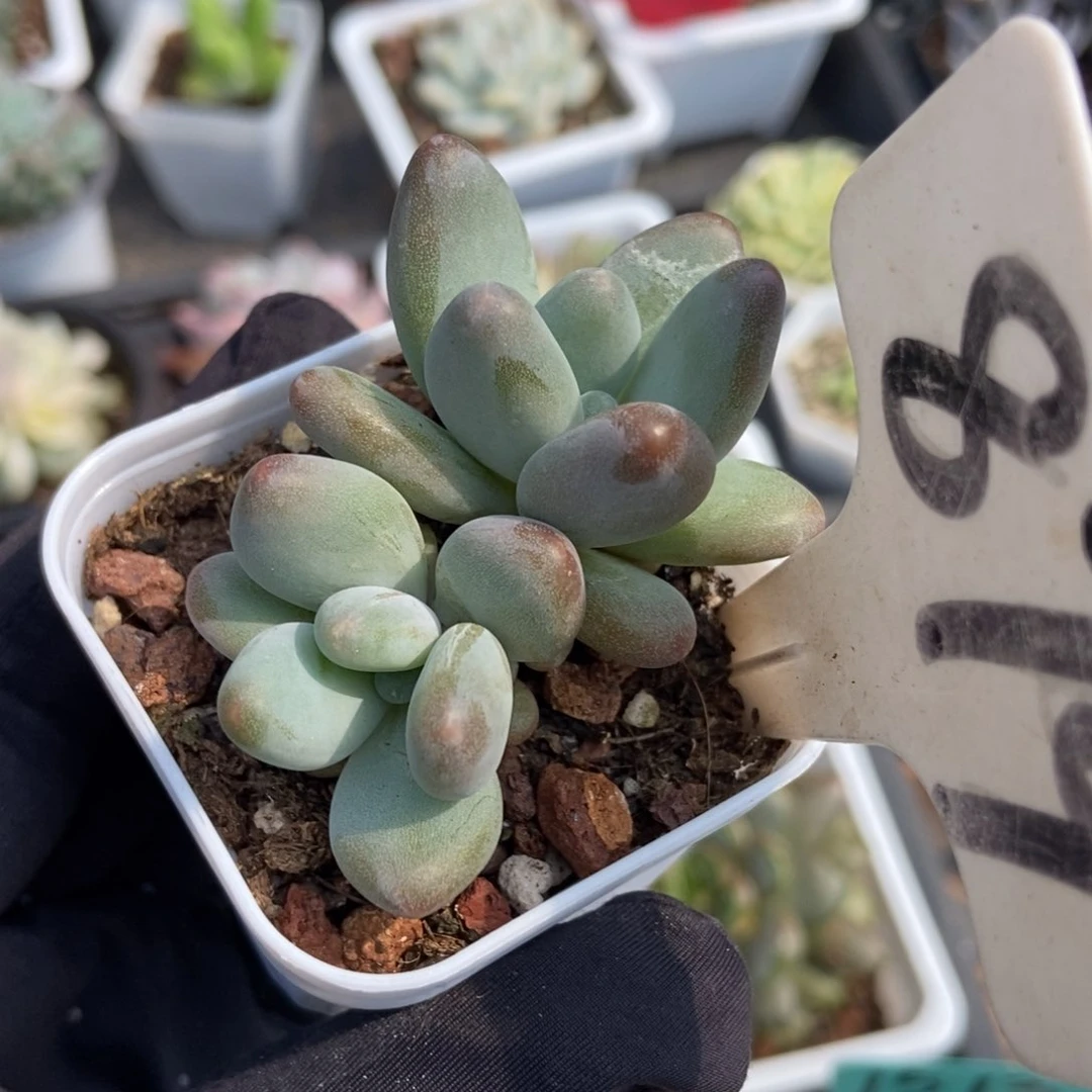 879企鹅多肉植物保护