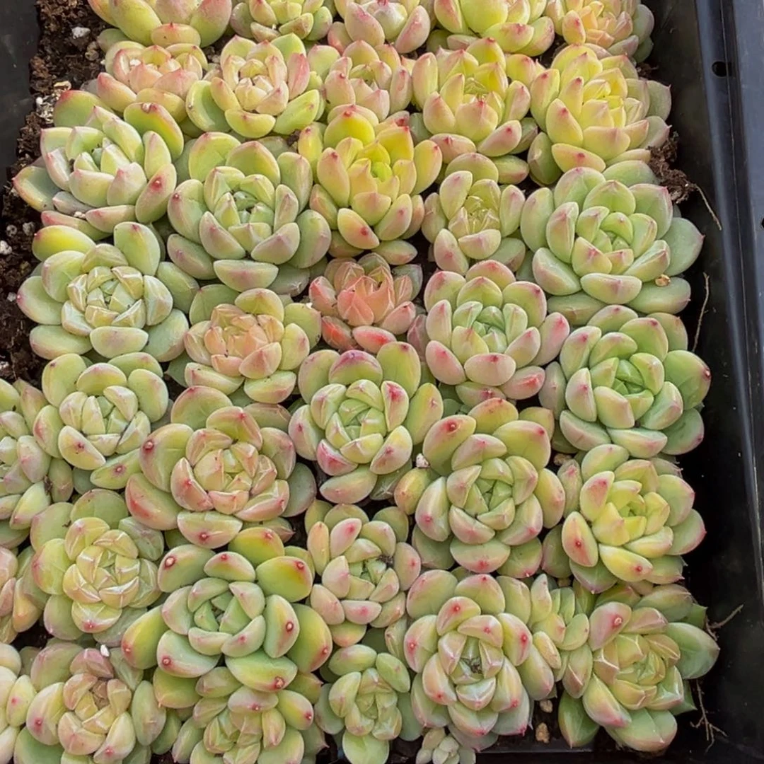 ****意173多肉葡萄领导的关心支持