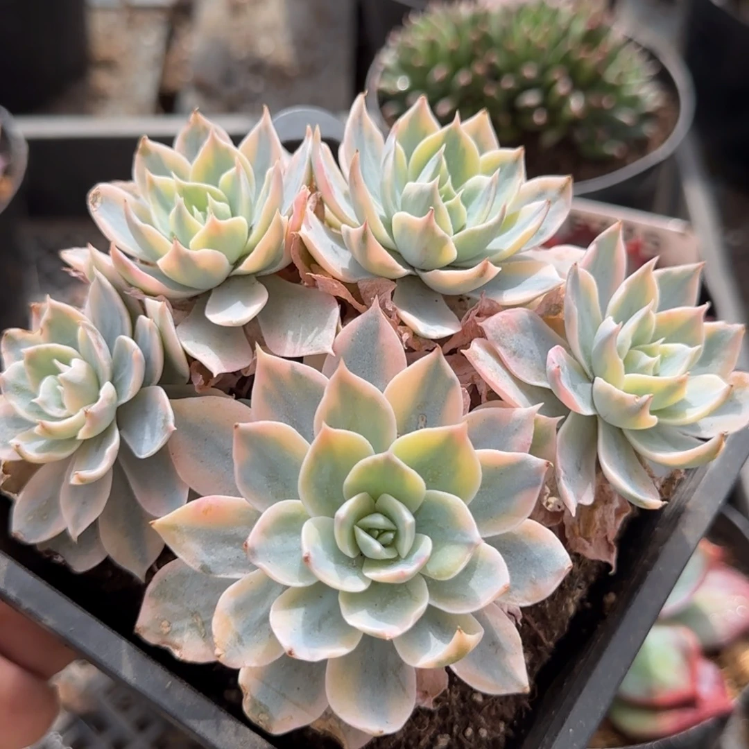 皮试锦一物一拍包装收缩花旱