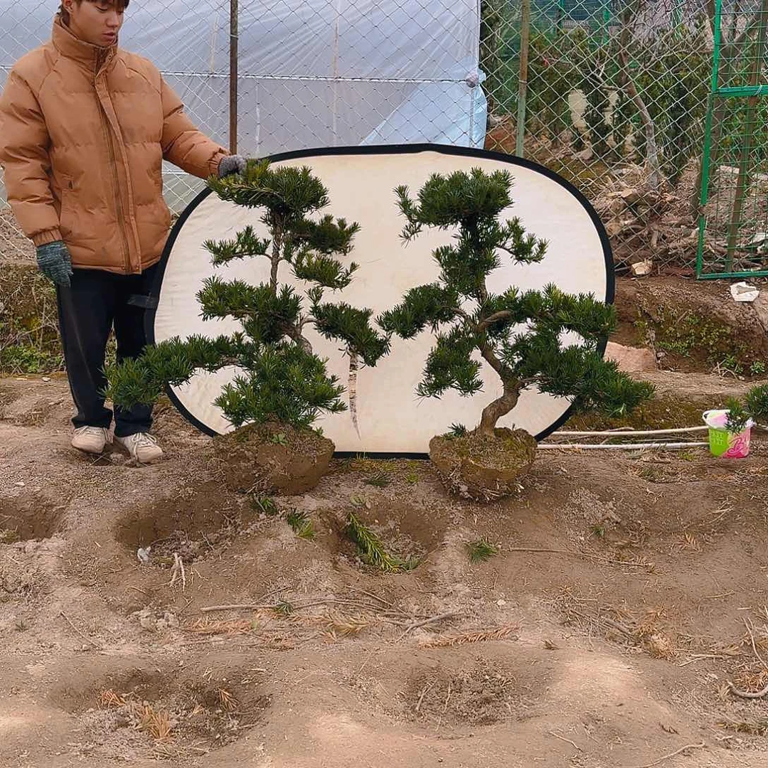 罗汉松盆景艺术用****9