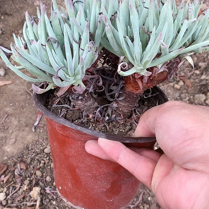 妮*716爱杜丽丝多肉植物