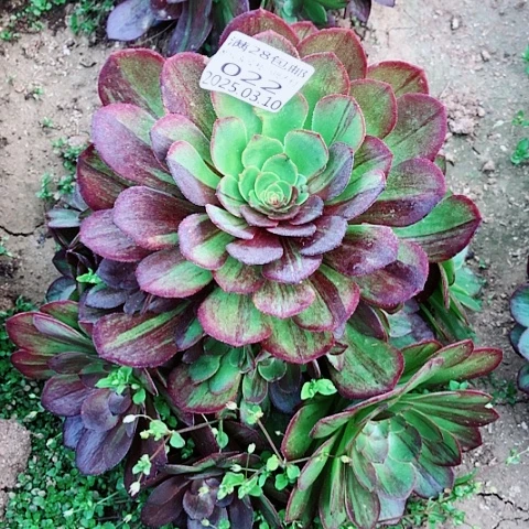 3.10-22花月夜多肉植物