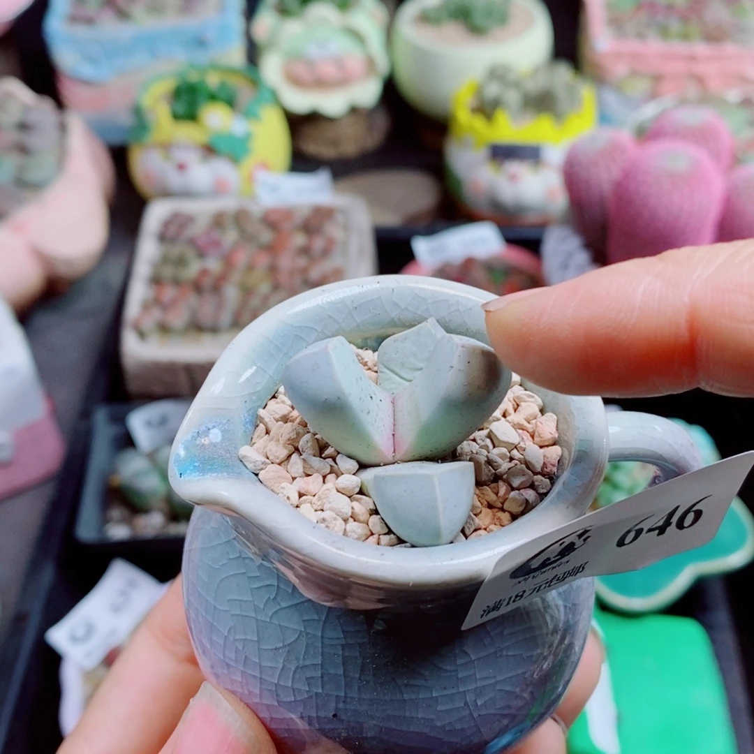 生石花花花花花花花646