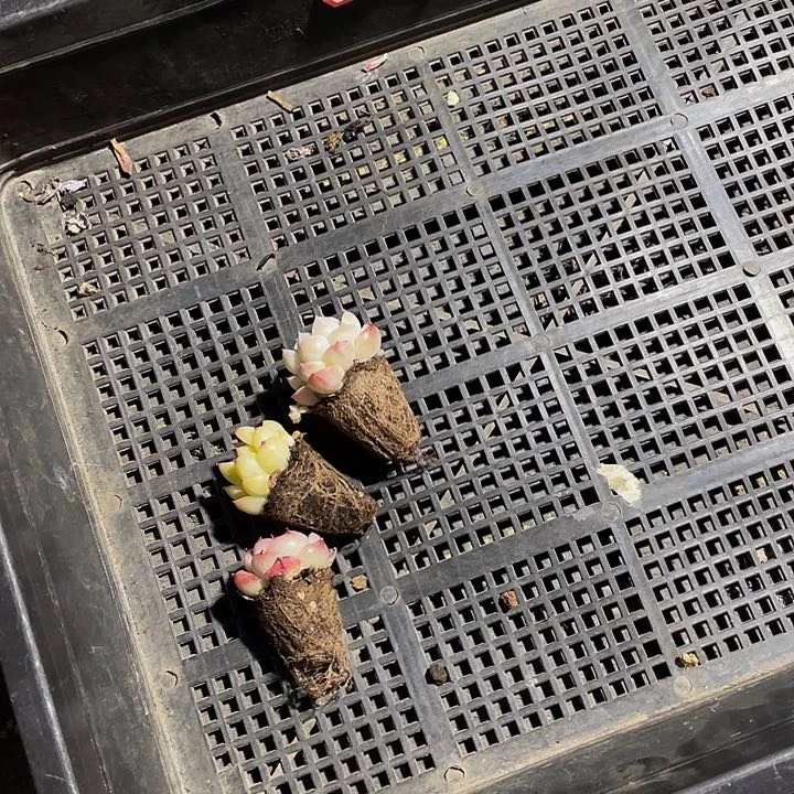 娇*210号筐带土发货