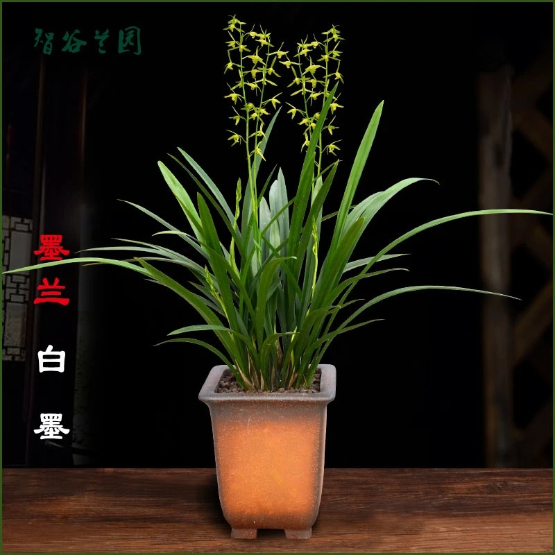 名贵兰花仙殿白墨大气宽叶浓香素心墨兰企剑客厅阳台观赏花卉盆栽