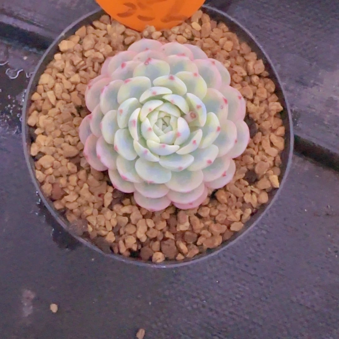 大**潘352多肉植物一物一拍