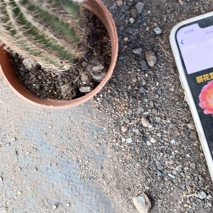 尼桑清仓长徒丑仙人球357899