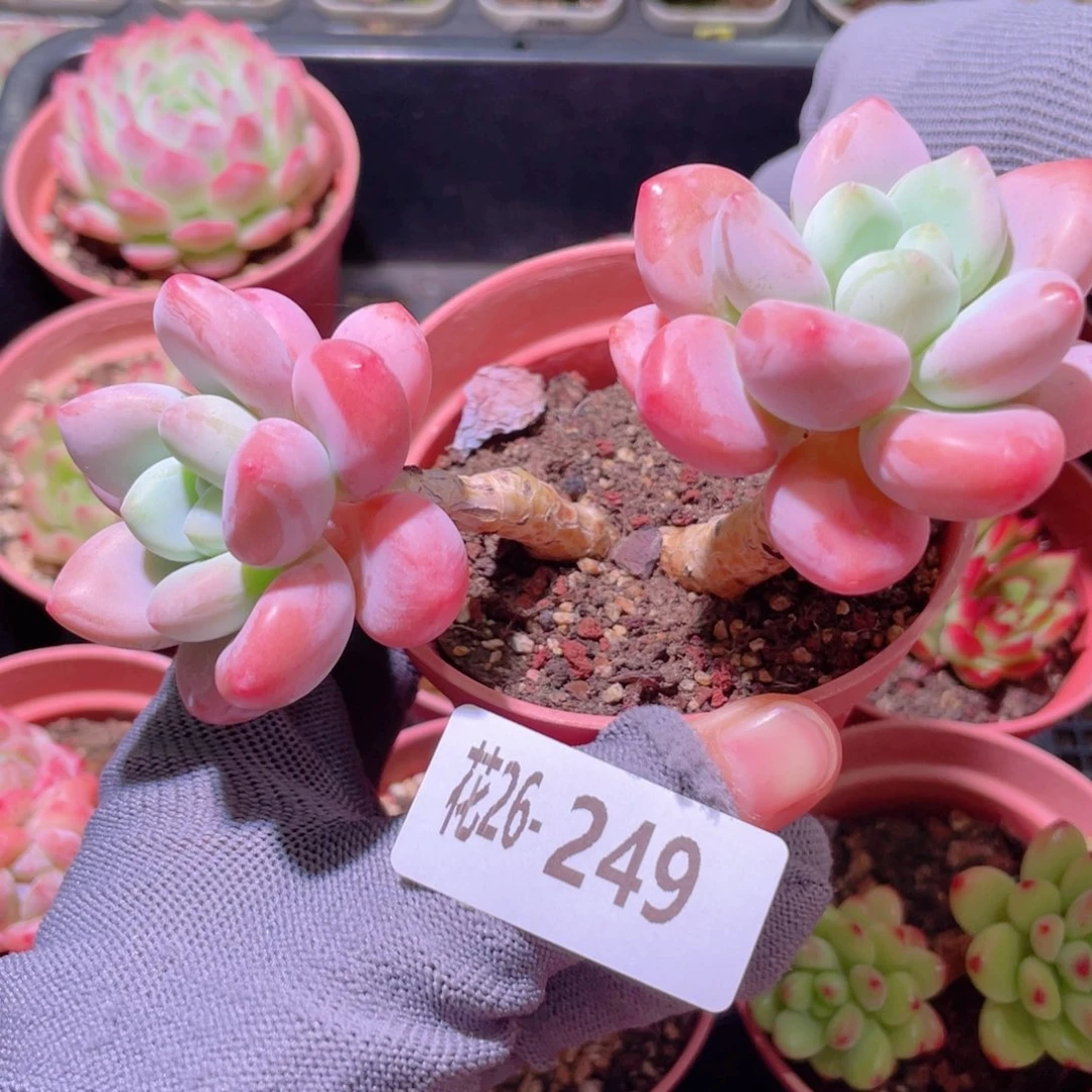 花利美26-249洛神