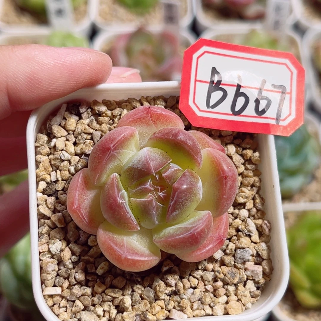 B667 一物一拍 精选珍妮